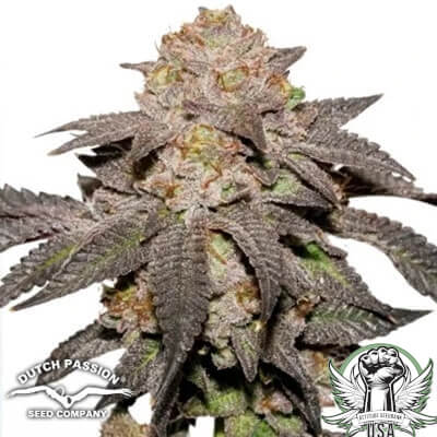 Dutch Passion Seeds Kingston Punch (PellaGatos Collab)