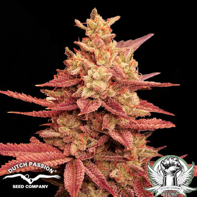 Dutch Passion Seeds Pink Banana Runtz