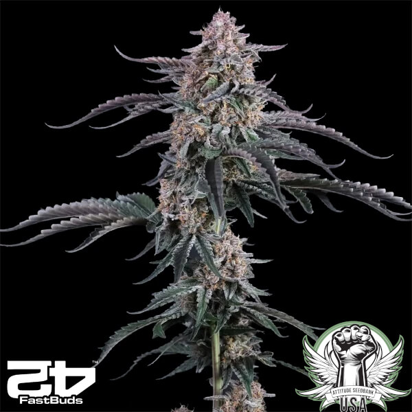 FastBuds Seeds Mendo Cherry Cookies AUTO