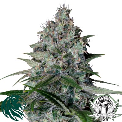 atittude usa royal queen cookies gelato 2_400x400.jpg