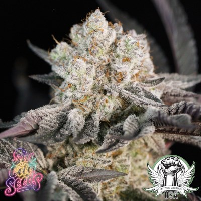 SinCity Seeds Mudslide