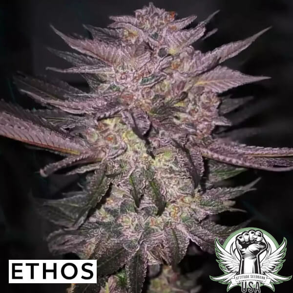 Ethos Genetics Seeds Atomic Fuego R1