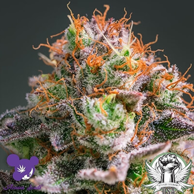 Anesia Seeds Apricot Oreoz