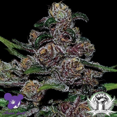 Anesia Seeds Blackberry Moonrocks AUTO