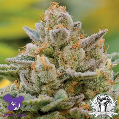 Anesia Seeds Big Bazooka AUTO