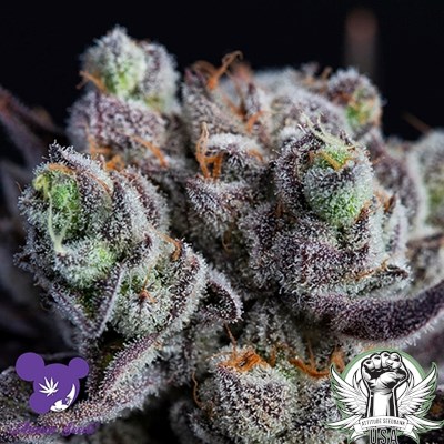 Anesia Seeds Blackberry Moonrocks