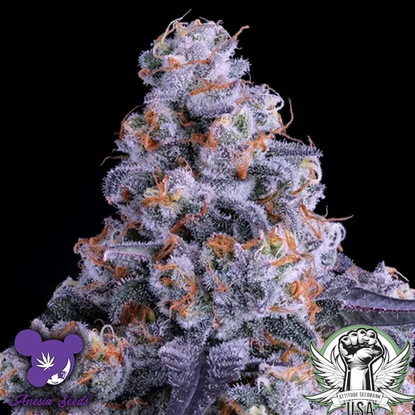 Anesia Seeds Epic Buzz AUTO