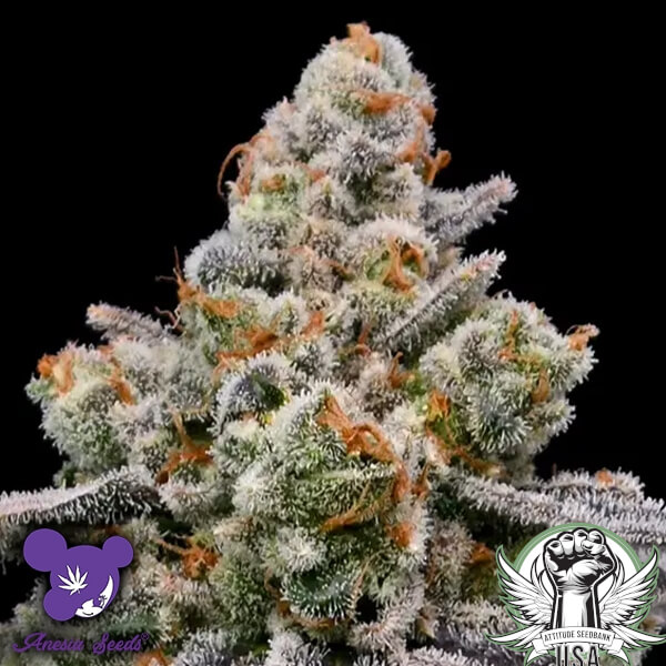 Anesia Seeds Frozen Face AUTO