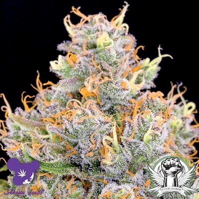 Anesia Seeds Future #1