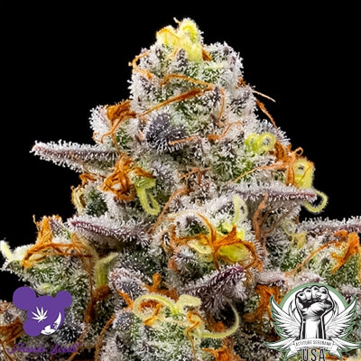 Anesia Seeds Purple Boost Highness
