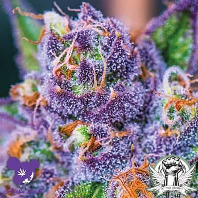 Anesia Seeds Purple Domina AUTO