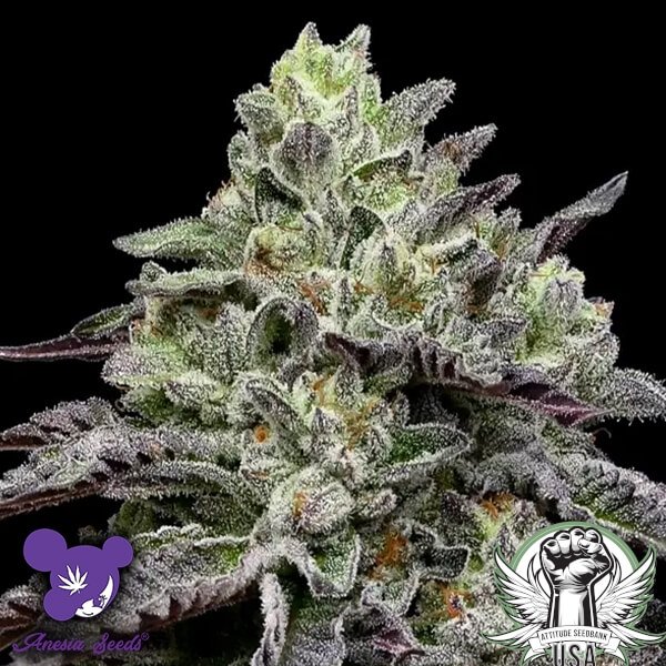Anesia Seeds Smashberry Fumez