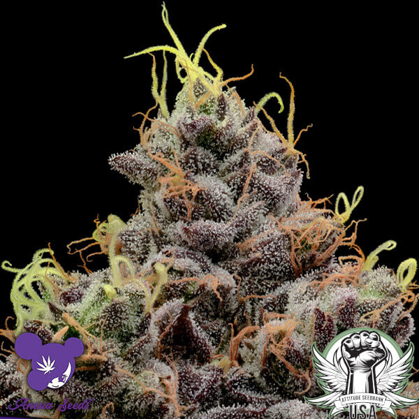 Anesia Seeds Think Tank