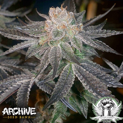 Archive Seeds Samoas