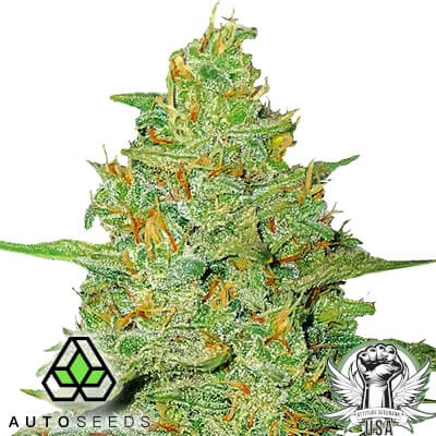 Auto Seeds Acapulco Gold AUTO