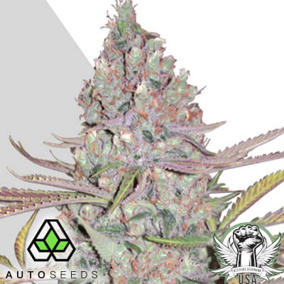 Auto Seeds Berry Ryder AUTO