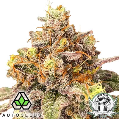 Auto Seeds Pink Runtz AUTO