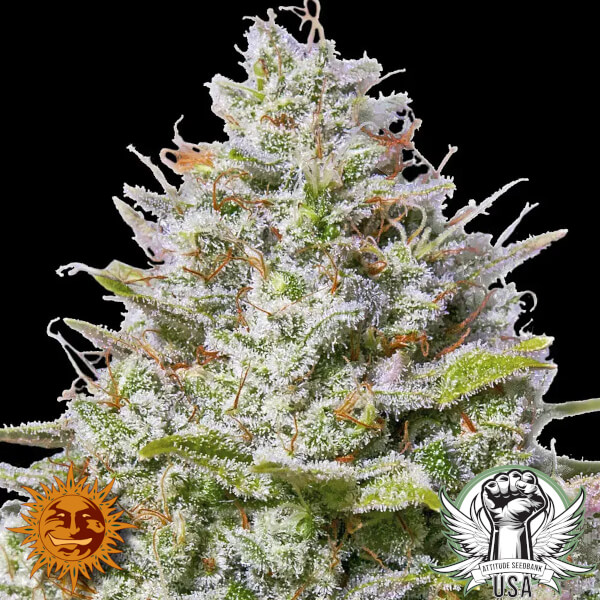Barney's Farm Seeds Blue Gelato 41