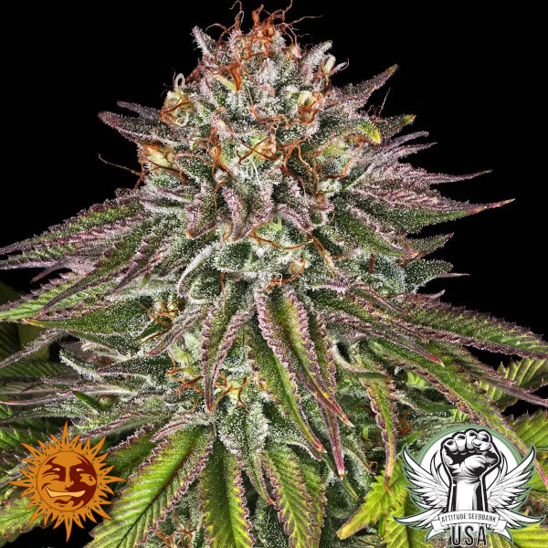 Barney's Farm Seeds Critical Kush