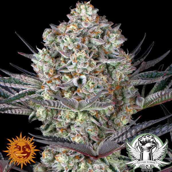 Barney's Farm Seeds Dos Si Dos #33
