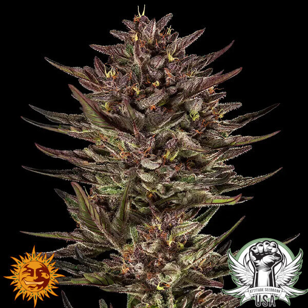 Barney's Farm Seeds Frosted Zinn x Cookie Dog AUTO