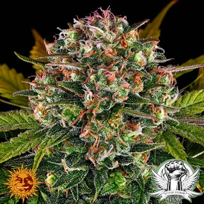 Barney's Farm Seeds Strawberry Cheesecake AUTO