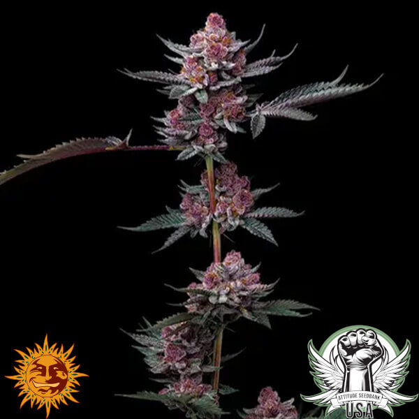 attitude barneys farm cherrypoppers 2 600x600_600x600.jpg
