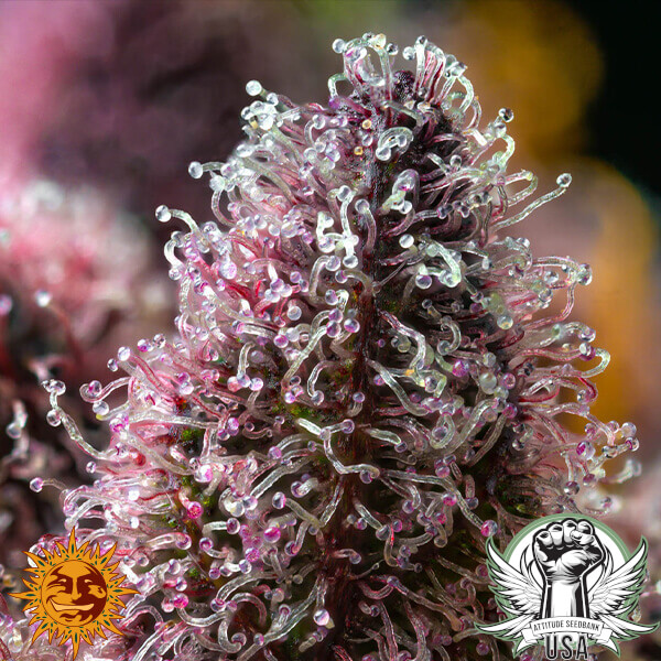 attitude barneys farm cherrypoppers 3 600x600_600x600.jpg