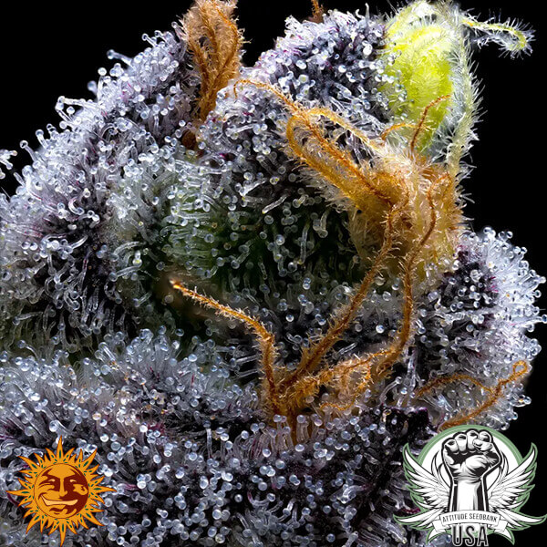 attitude barneys farm garliccookies 3 600x600_600x600.jpg