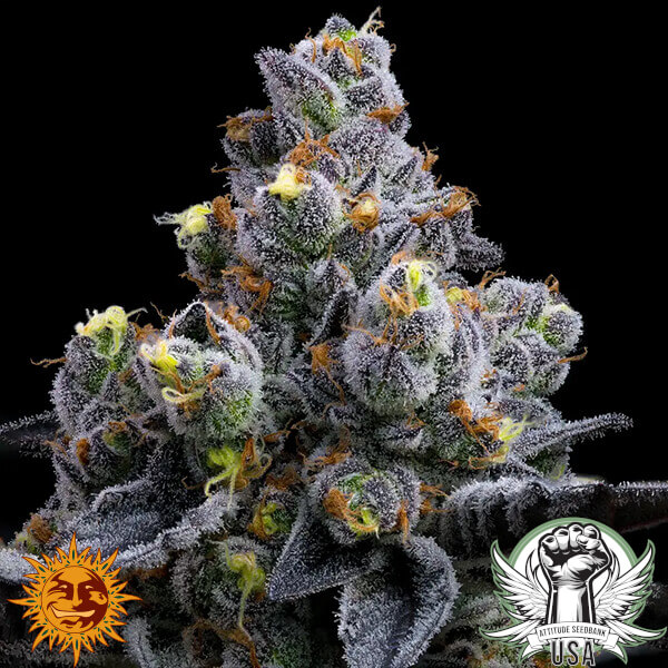 attitude barneys farm garliccookies 4 600x600_600x600.jpg