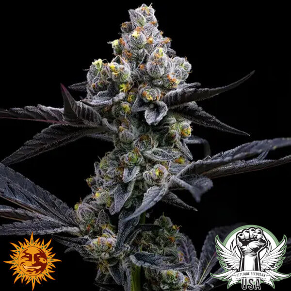 Barney's Farm Seeds Garlic Cookies