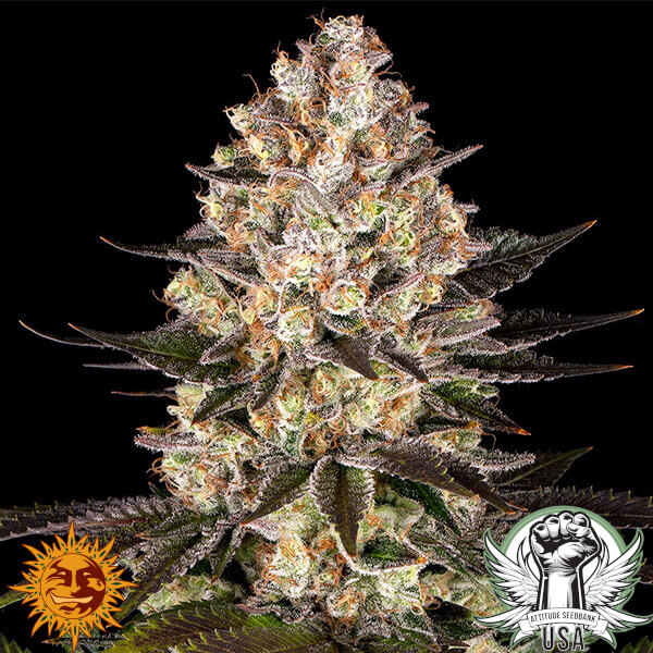 Barney's Farm Seeds Hindu Kush