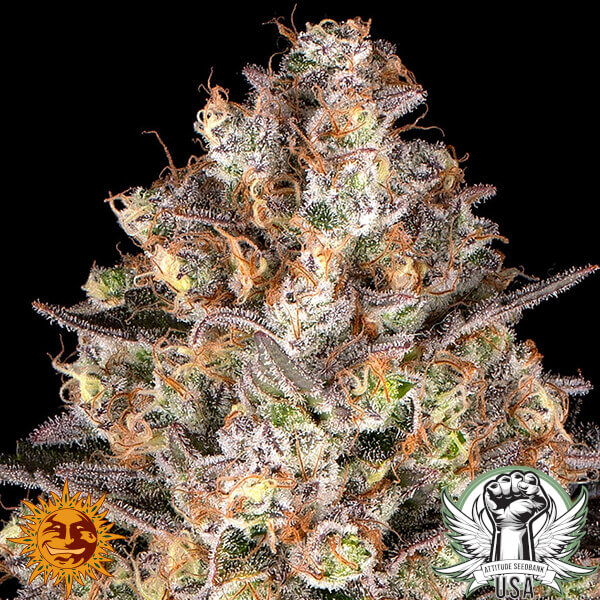 attitude barneys farm hindukush2 600x600_600x600.jpg