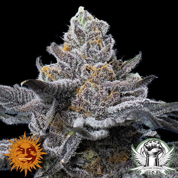 Barney's Farm Seeds LFG