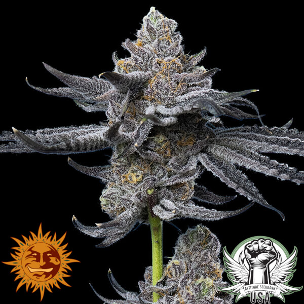 attitude barneys farm lfg 3_600x600.jpg