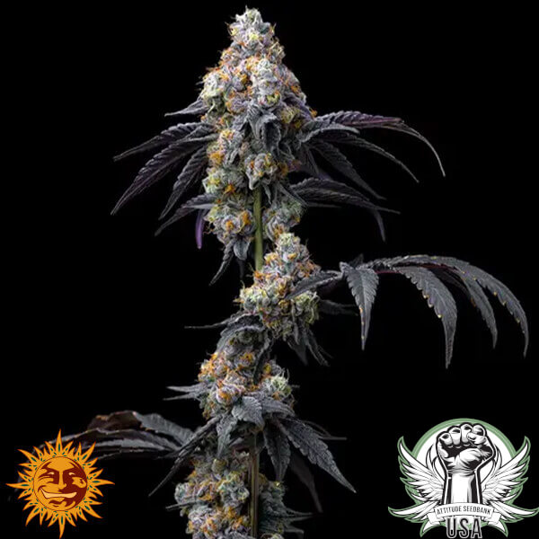 attitude barneys farm rainbowsherbet 2 600x600_600x600.jpg