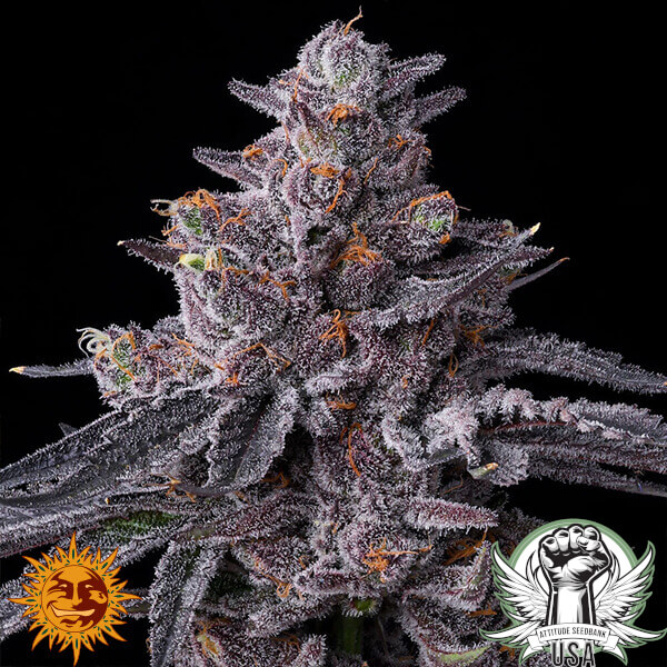 Barney's Farm Seeds Zillions