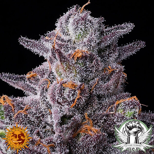 attitude barneys farm zillions2 600x600_600x600.jpg