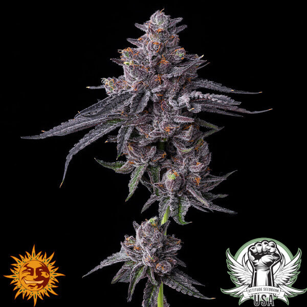 attitude barneys farm zillions3 600x600_600x600.jpg