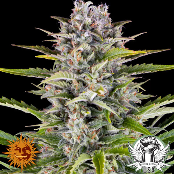 Barney's Farm Seeds Gorilla Zkittlez AUTO
