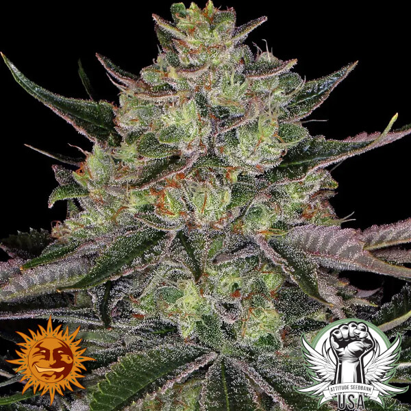 Barney's Farm Seeds Gorilla Zkittlez