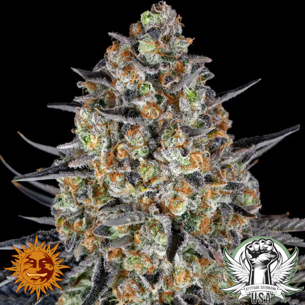 Barney's Farm Seeds LSD