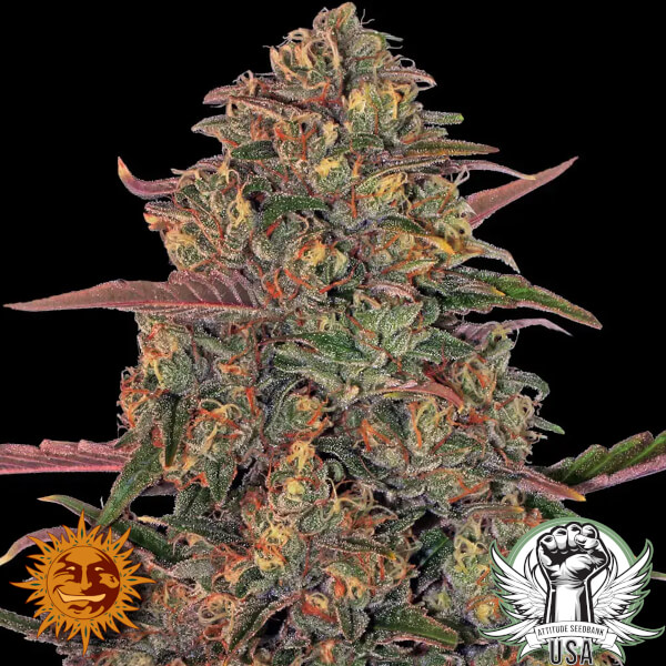Barney's Farm Seeds Pineapple Chunk