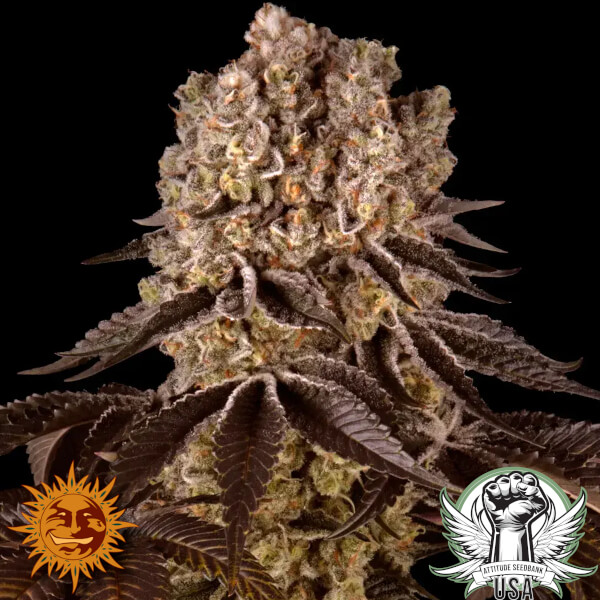 Barney's Farm Seeds Purple Punch