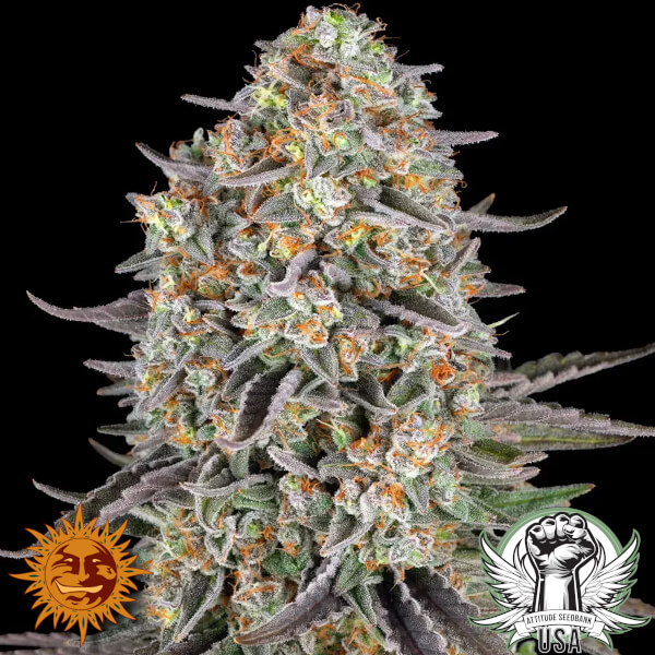 Barney's Farm Seeds Sour Strawberry aka Strawberry Diesel