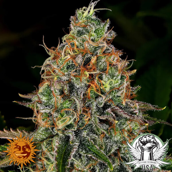 Barney's Farm Seeds Tangerine Dream AUTO