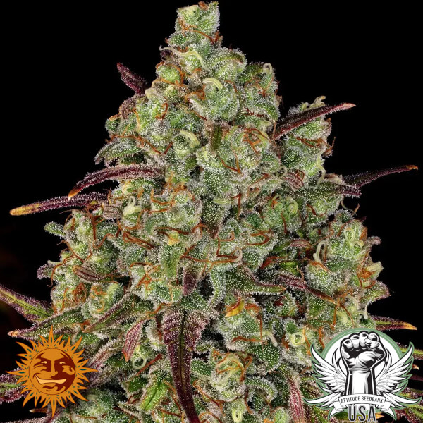 Barney's Farm Seeds Tangerine Dream