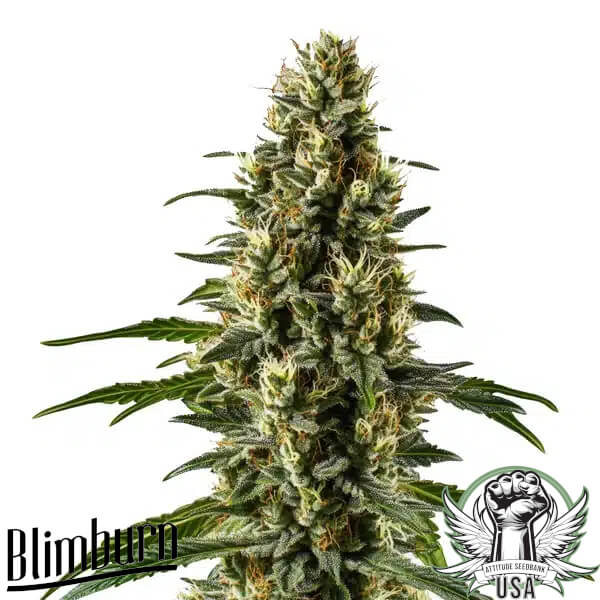 Blimburn Seeds Herijuana
