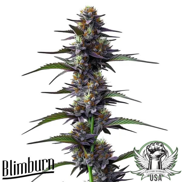 Blimburn Seeds Purple Thai