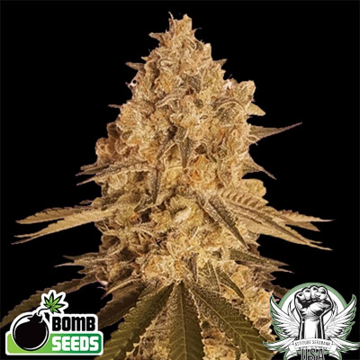 Bomb Seeds Baked Bomb
